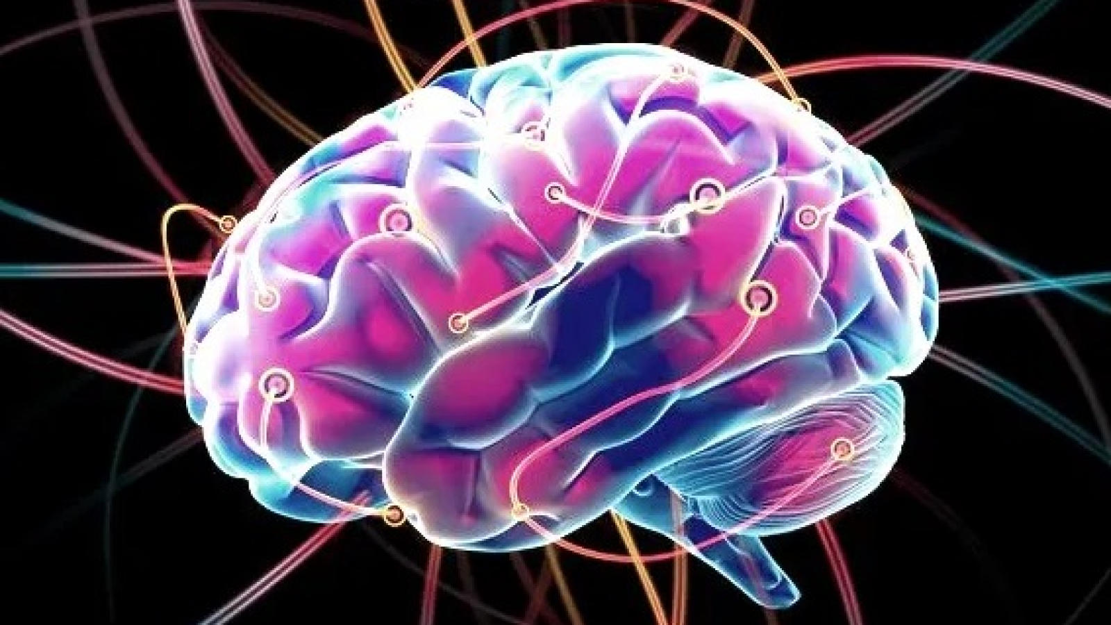 el cerebro y sus conexiones